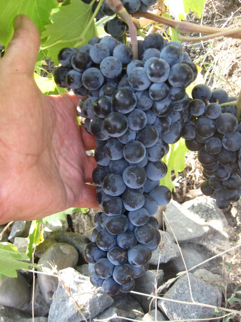 Характеристики вкуса Альминского винограда