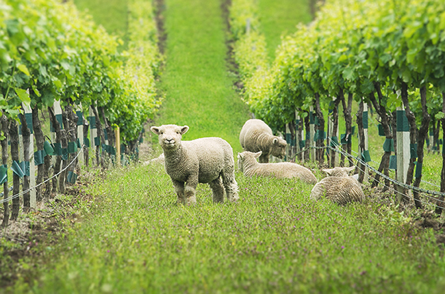 Yealands_babydoll-Sheep_004.png