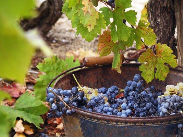 Влияет ли орошение виноградников на качество вина