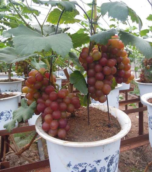 Исследование о влиянии субстратов при выращивании винограда на гидропонике