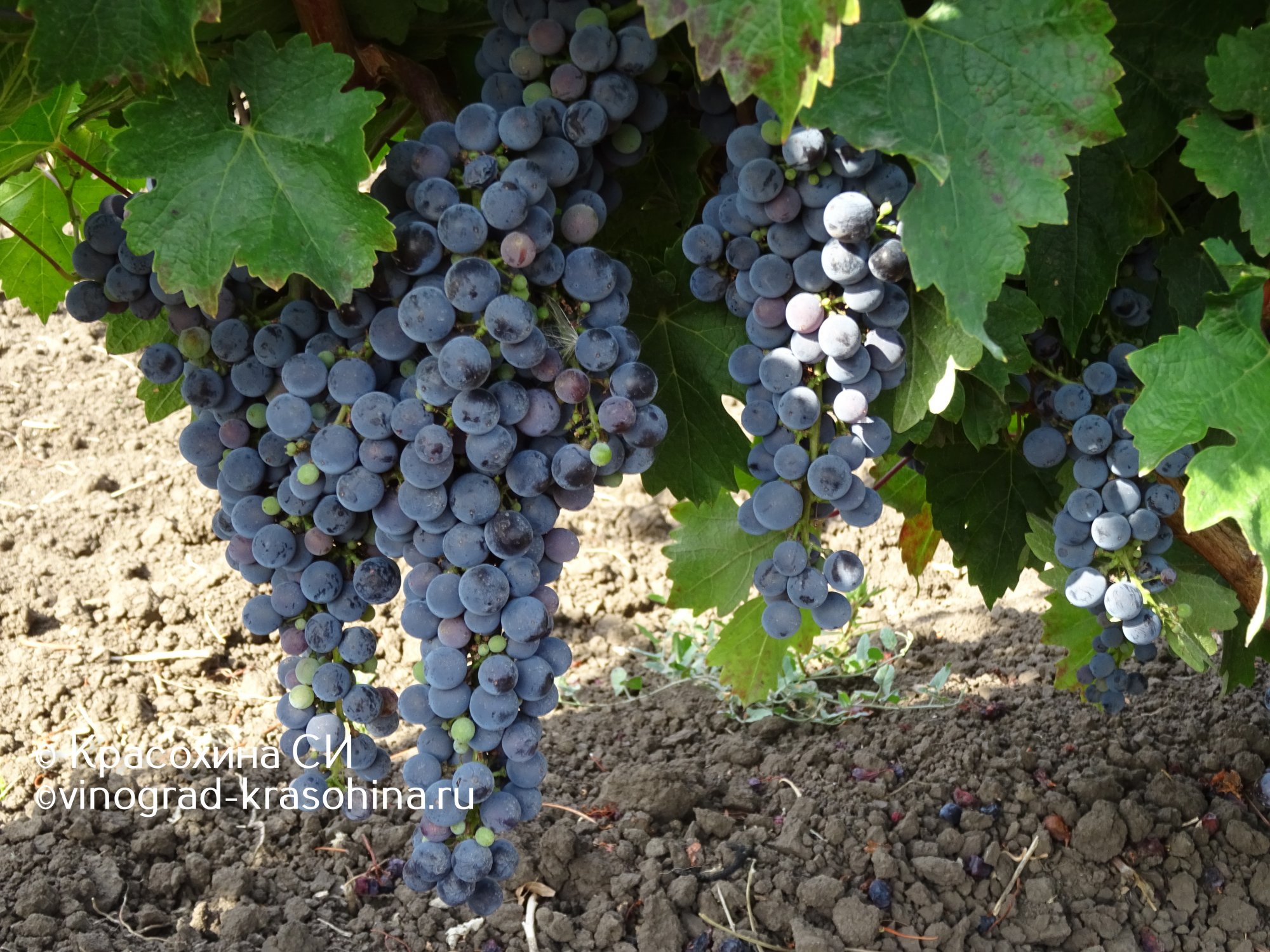 Каберне Совиньон - Виноград, виноградарство. Саженцы винограда .