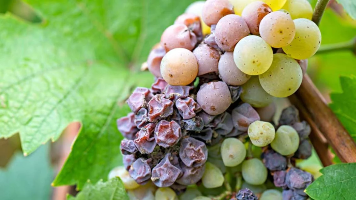 Серая гниль: вызов для виноградарей и методы борьбы