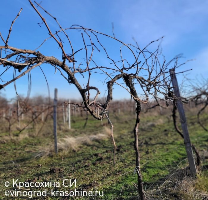 Окончание виноградарского сезона 2022