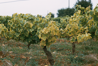 Золотистое пожелтение винограда: экспансия выше прогнозов