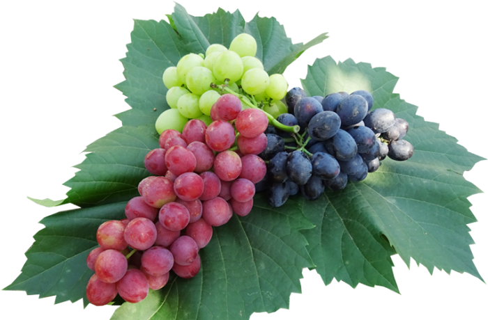 Виноград с листочком1