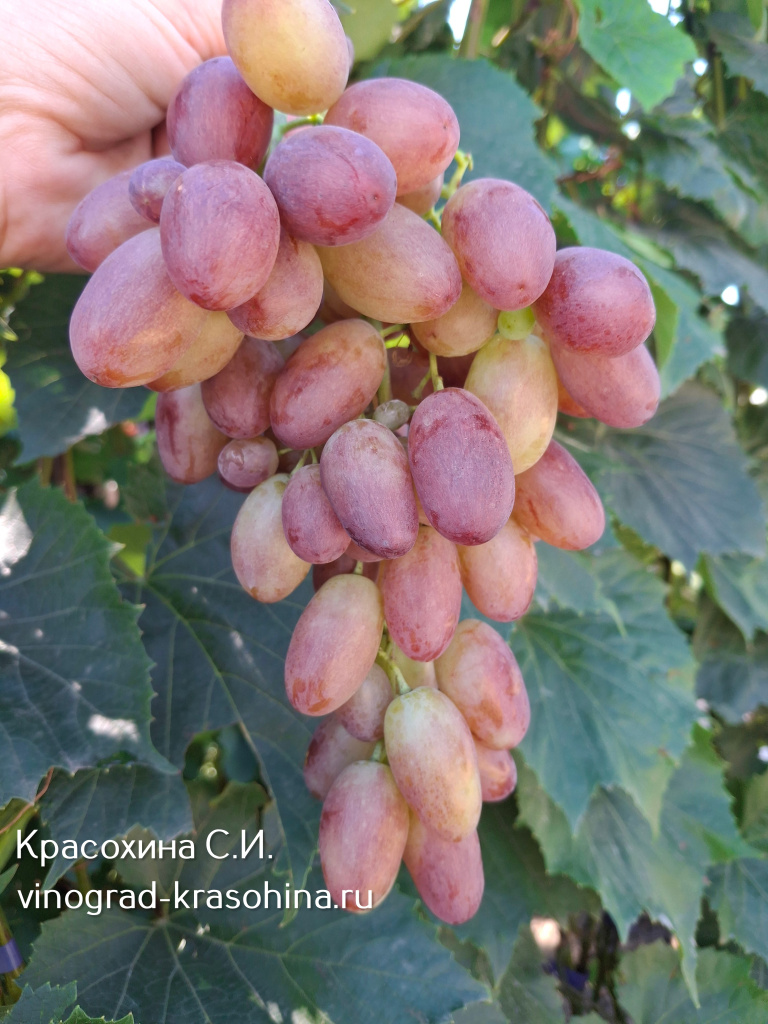 Красная пуля(Сюзанна) виноград.jpg