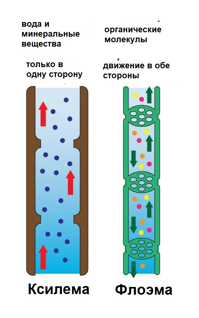 ксилема и флоема.jpg