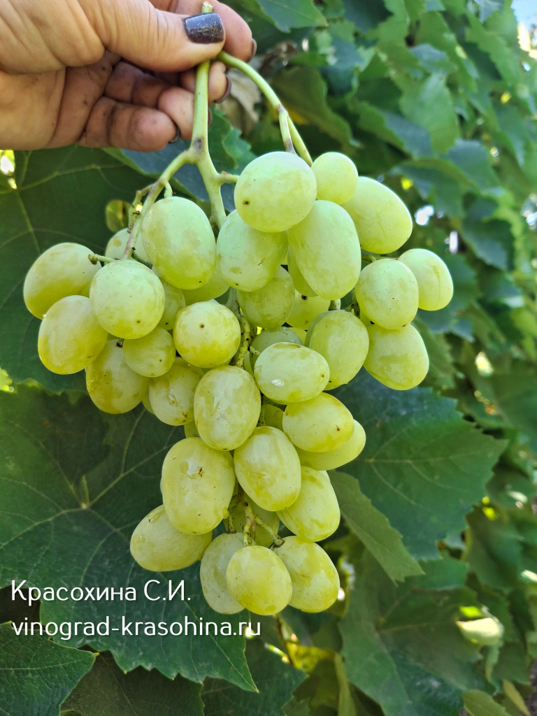 Мускат дубовский виноград.jpg
