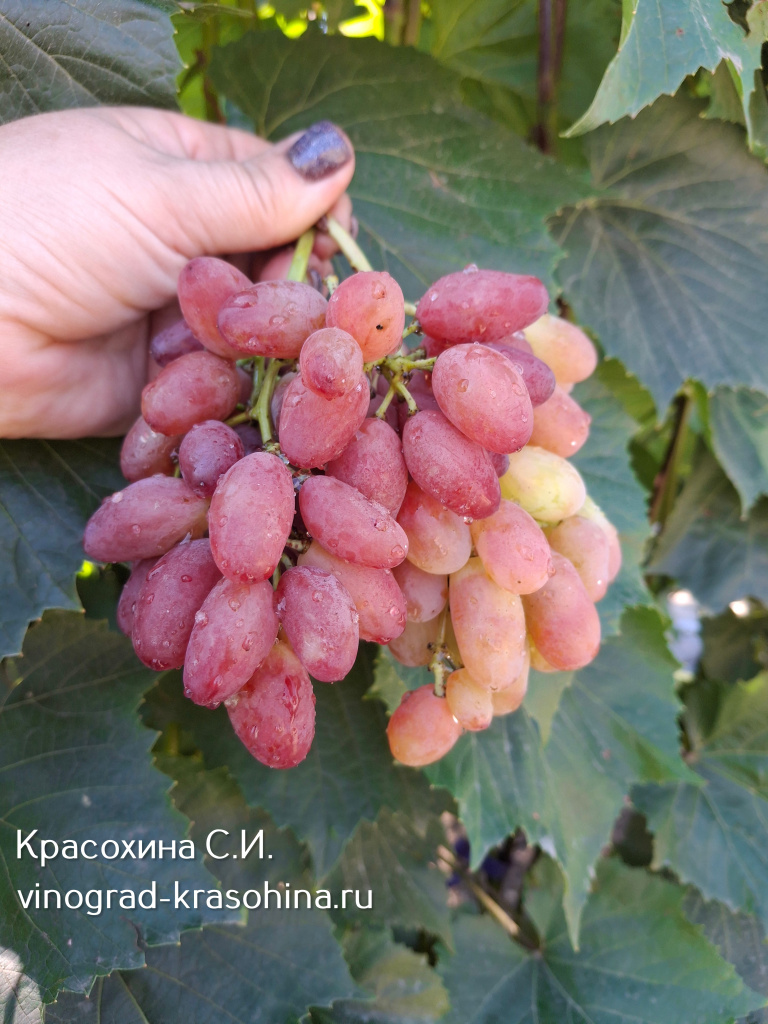 Массон виноград.jpg