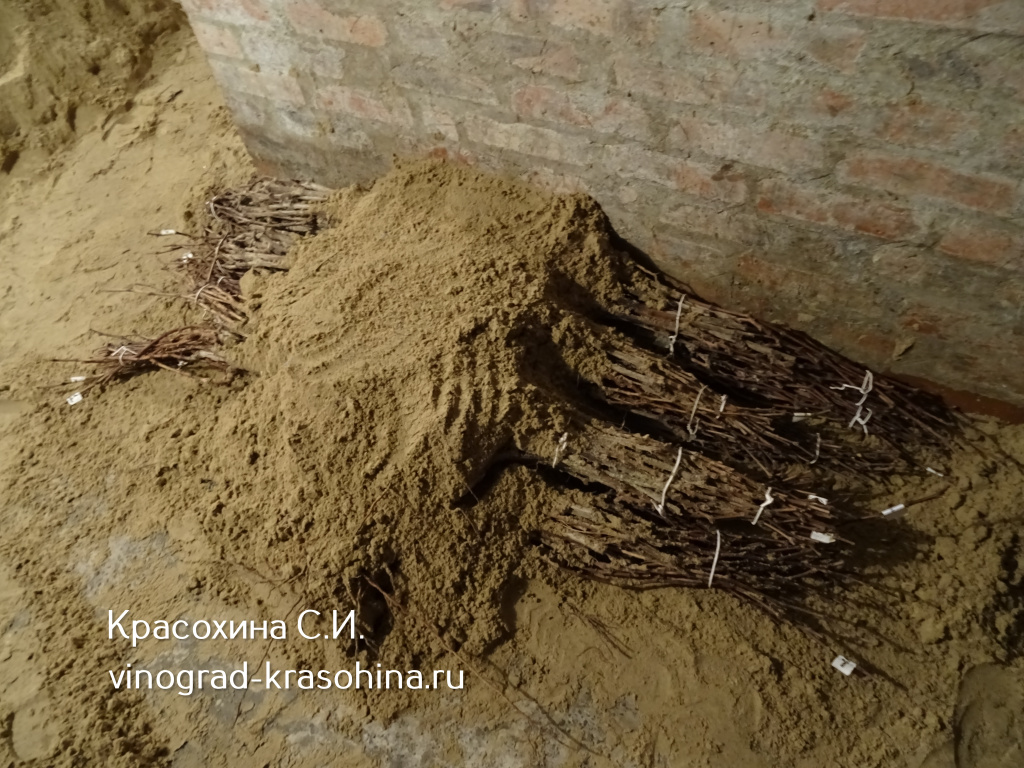 как сохранить саженцы винограда зимой (5).JPG