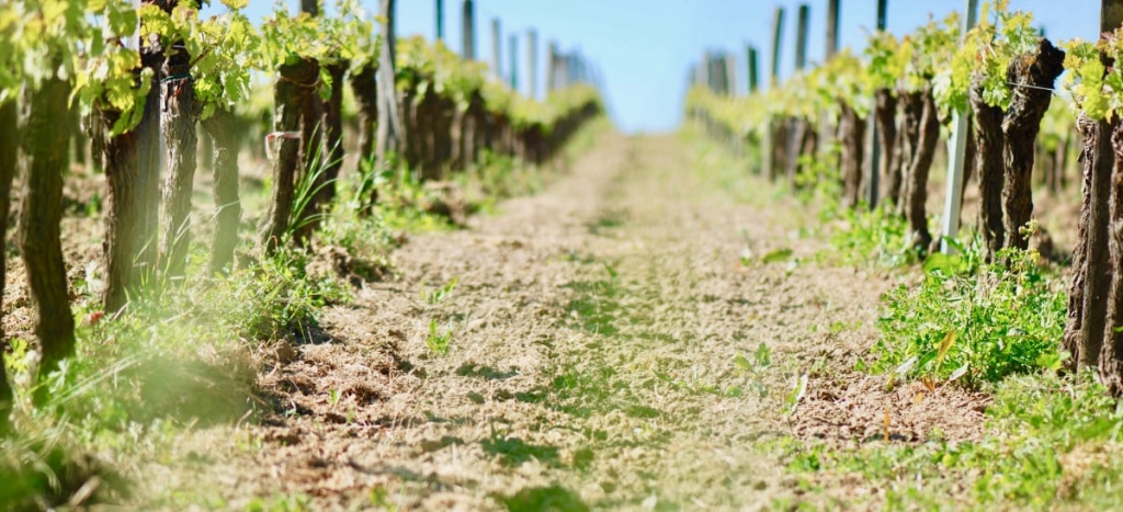 Важность почвы для виноградарства и виноделия - Виноград, виноградарство.Саженцы винограда Красохиной С.И.