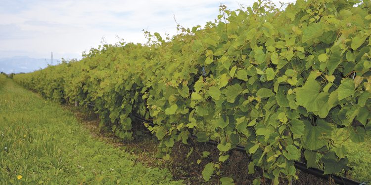 55.jpg 55.jpg