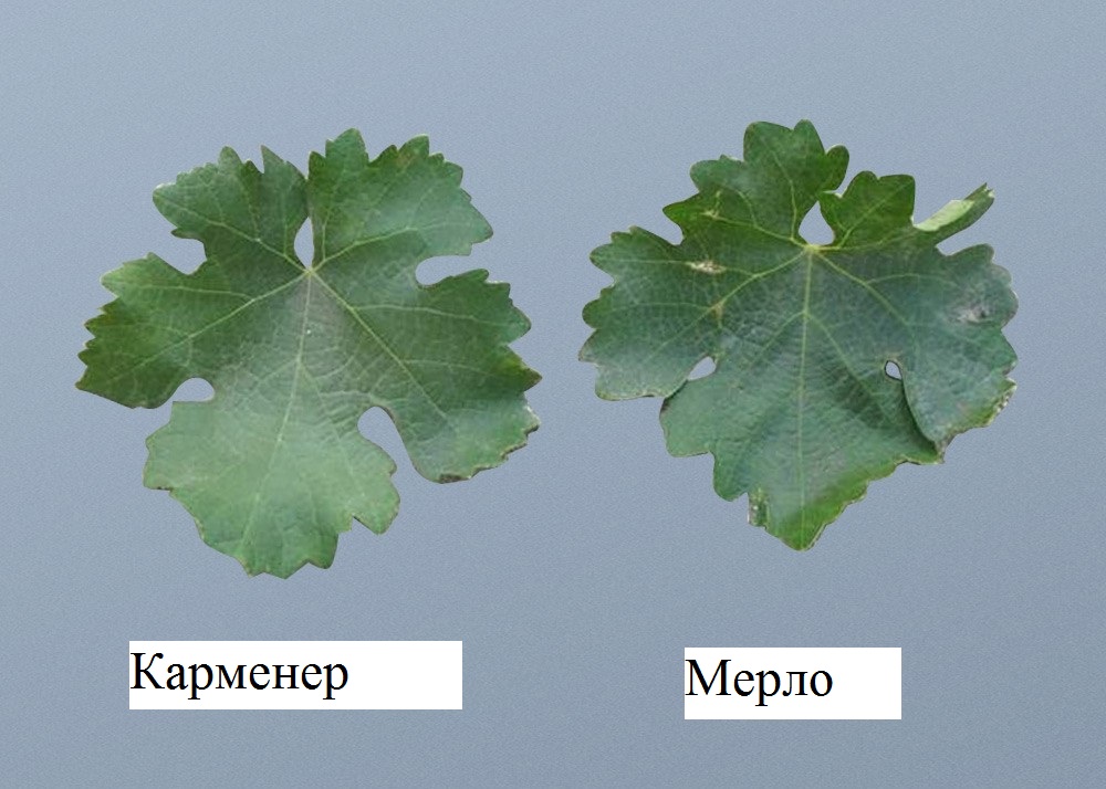 Сорт винограда чили