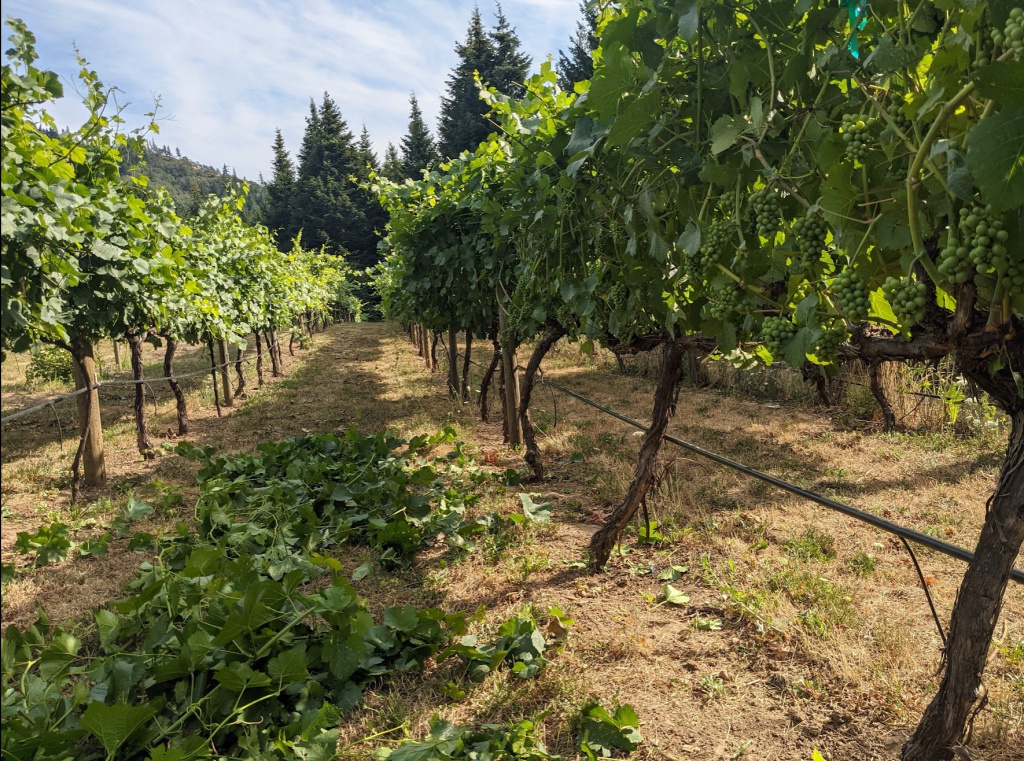 Улучшение качества винограда через обломку зеленых побегов - Виноград,виноградарство. Саженцы винограда Красохиной С.И.