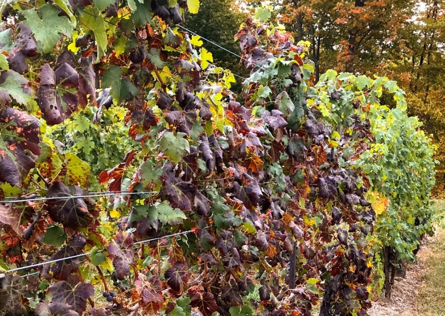 Новая методика предотвращает разрушительную болезнь кустов винограда -Виноград, виноградарство. Саженцы винограда Красохиной С.И.