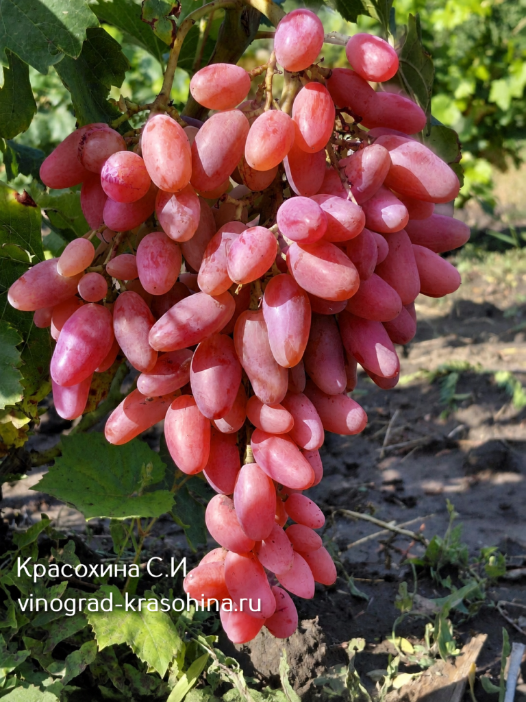 Джокер сорт винограда питомник Красохиной (1) (1).png