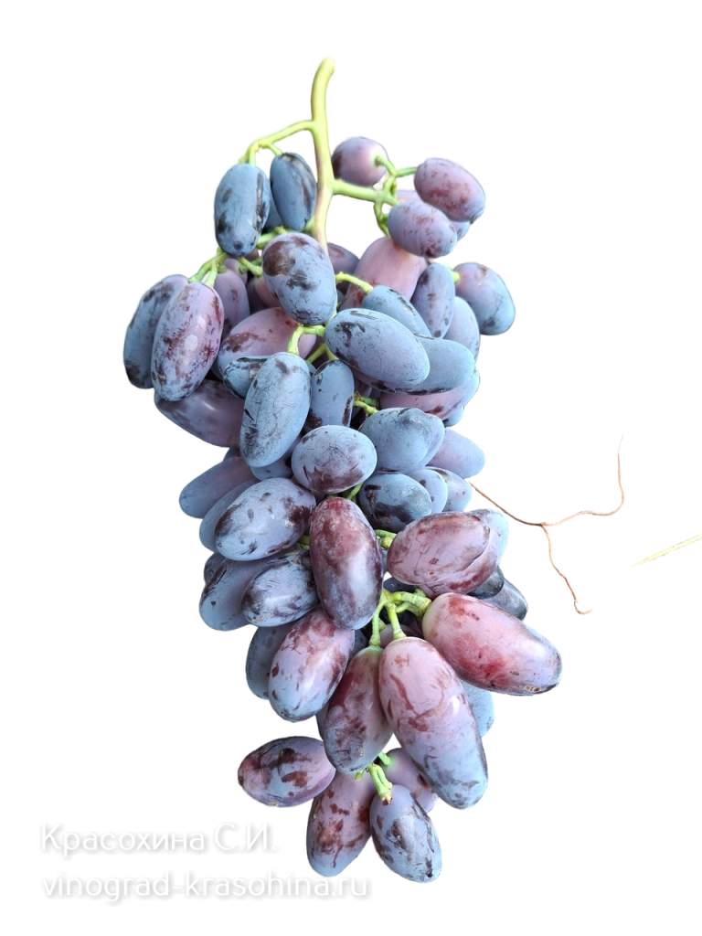 Днепровский сувенир фото Красохиной.png
