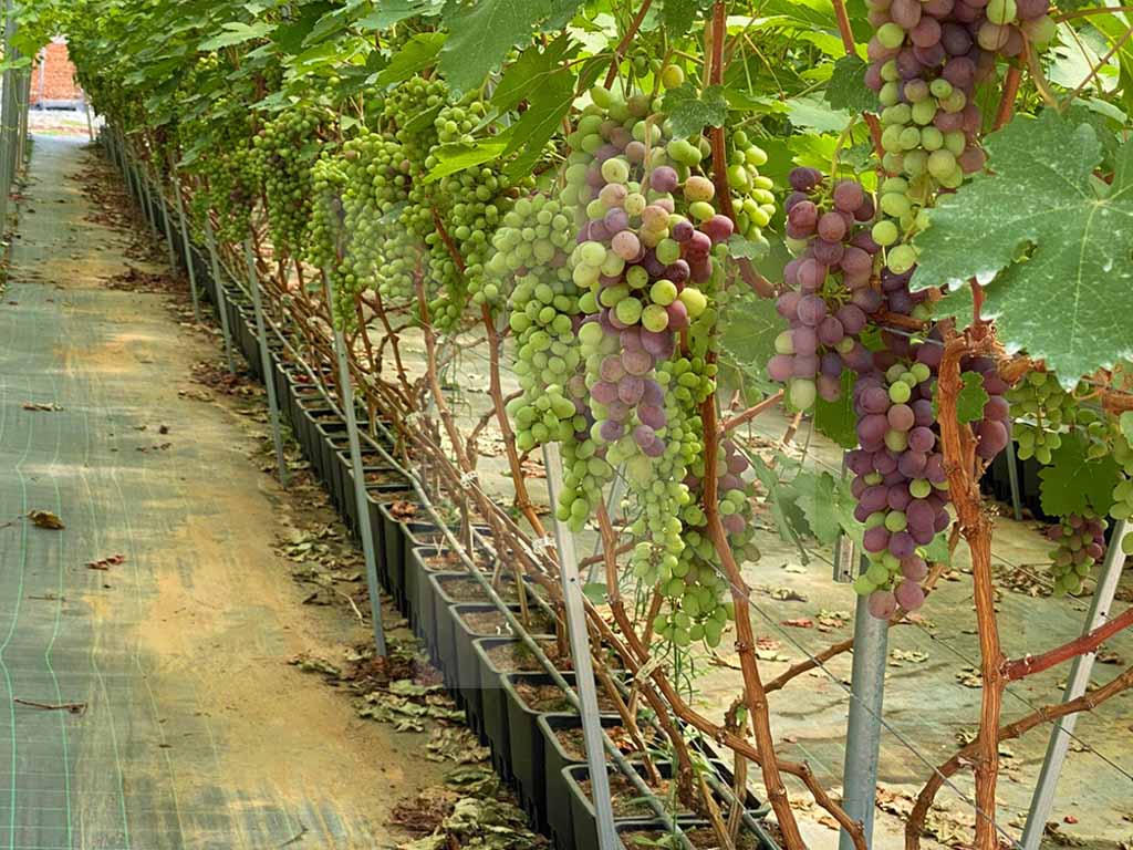 grape-vines-in-pots-cultivation.jpg