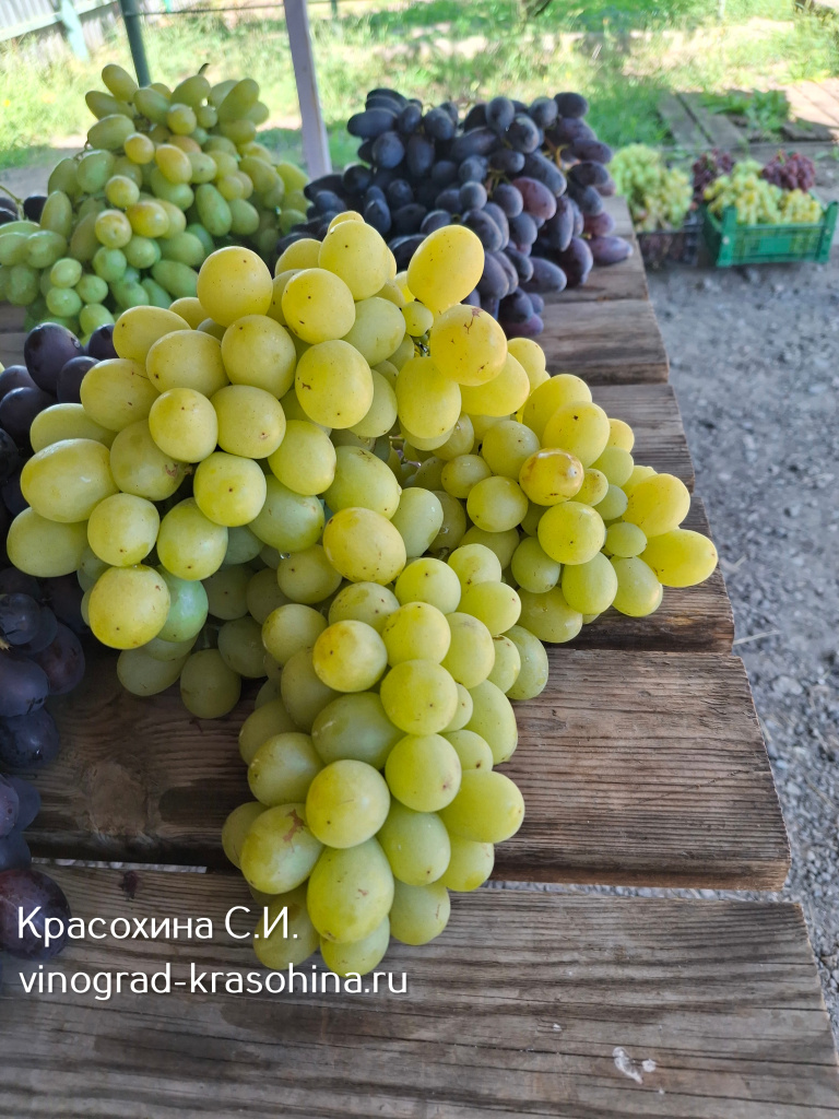 Миланка виноград.jpg Миланка виноград.jpg
