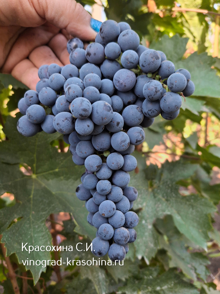 Каберне фран питомник Красохиной.jpg