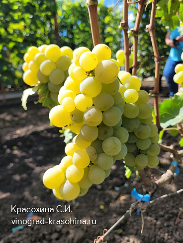 Гроздь винограда Валвин мускат, фото Красохиной