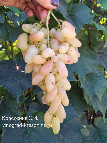 Виноград Софина, фото Красохиной С.И.