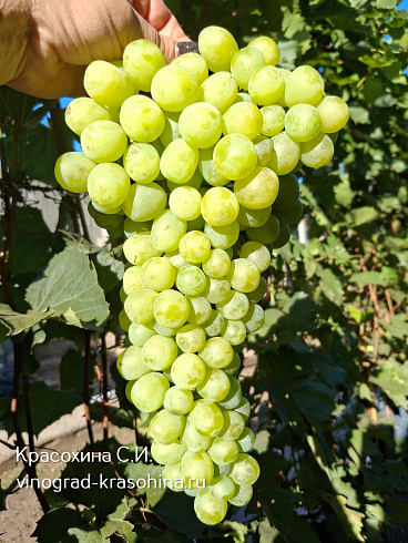 Виноград кишмиш Рататуй, фото Красохиной СИ