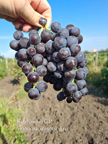 Виноград Нью-Йорк мускат, питомник Красохиной